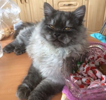 приворот на кота